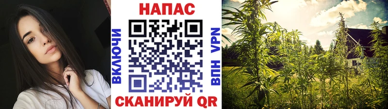 где продают наркотики  Кувшиново  Шишки марихуана ГИДРОПОН 